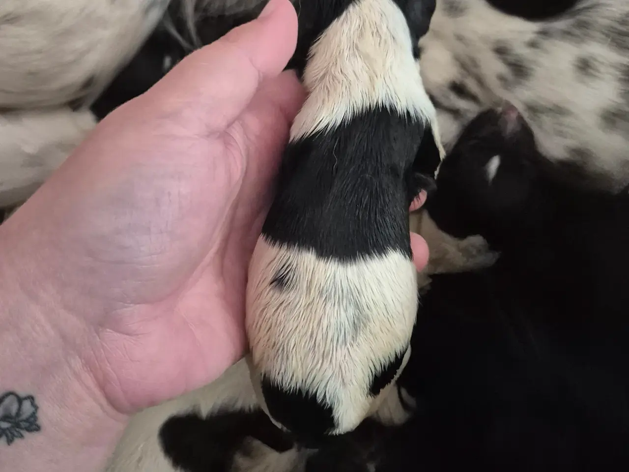 Billede 13 - FT. Engelsk springer spaniel Hvalpe sælges