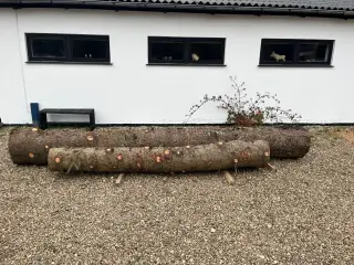 Træstammer