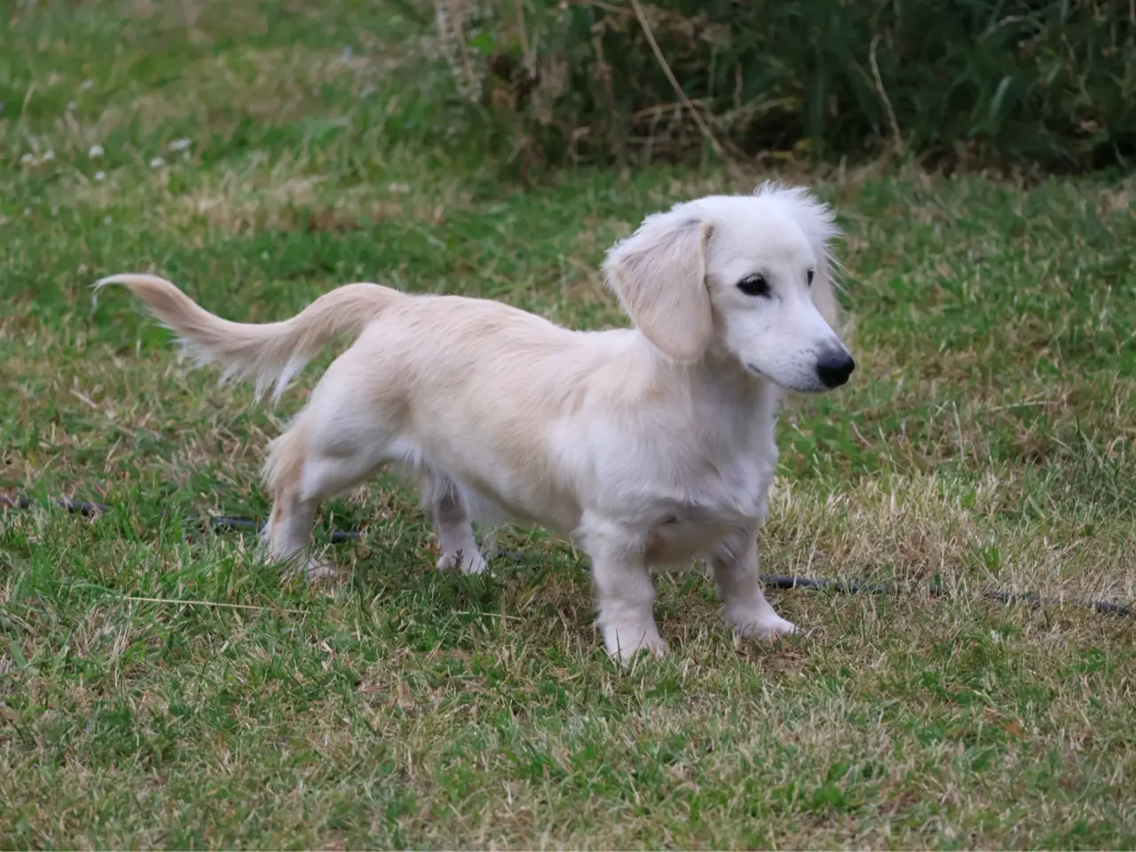 Billede 4 - Blonde langhåret gravhunde