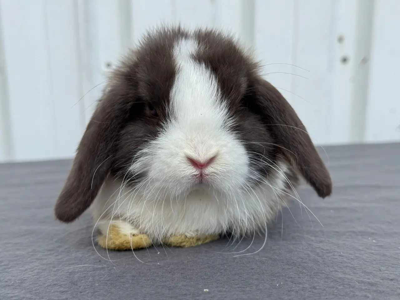 Billede 1 - Mini lop hankanin
