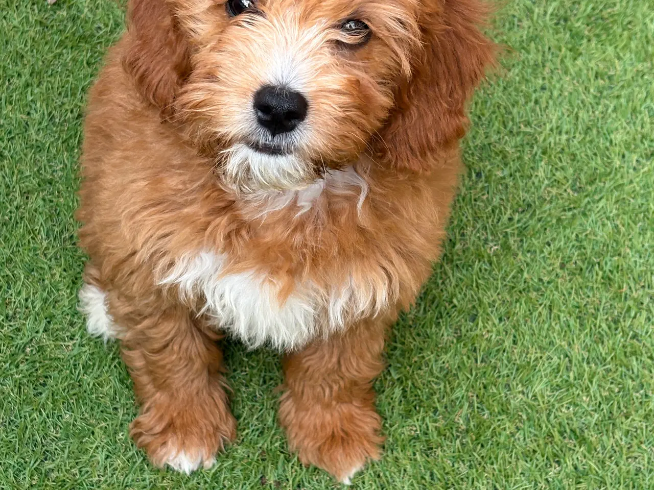 Billede 5 - Cavapoo, Benny mangler et hjem❤️
