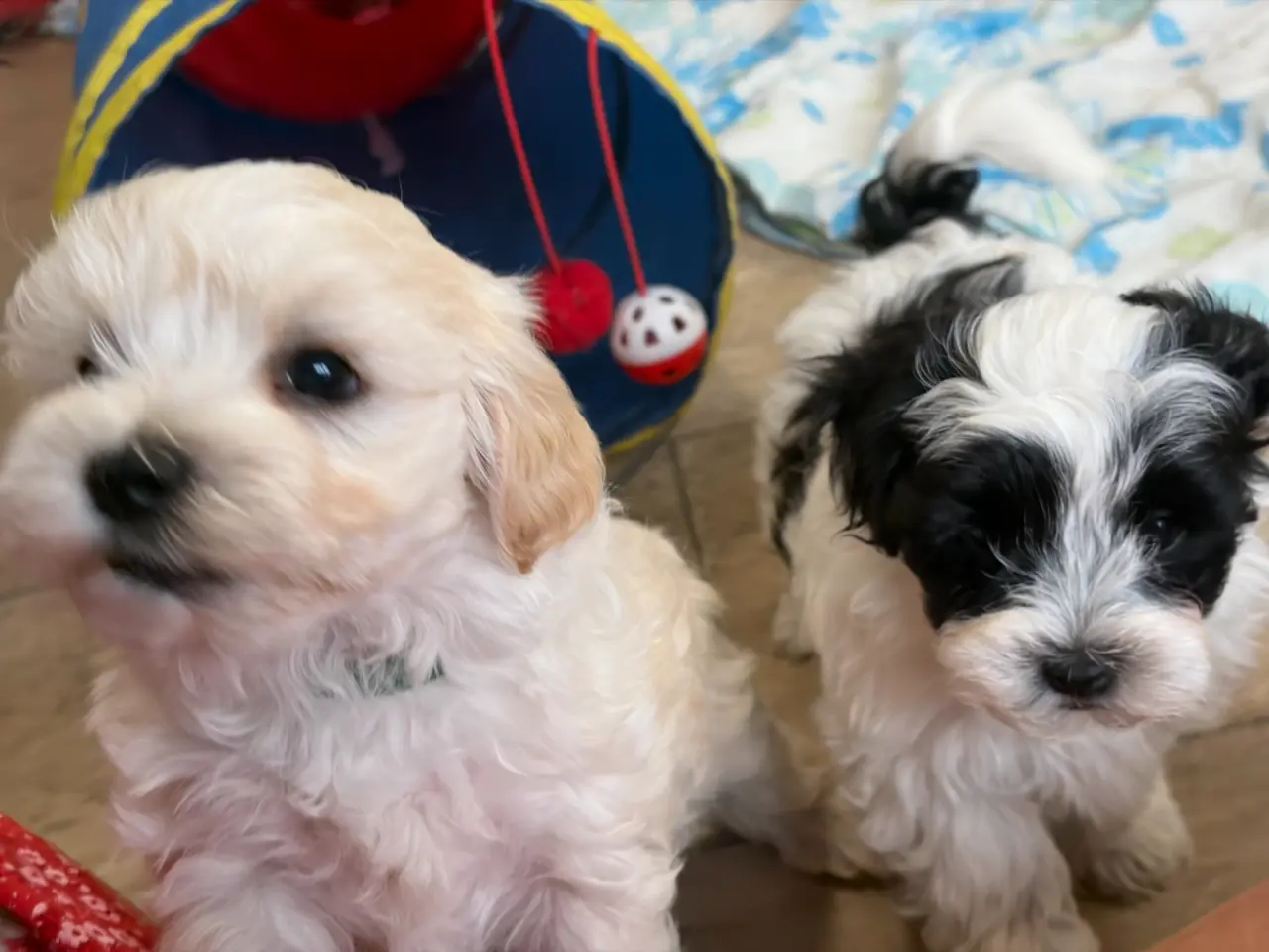 Billede 15 - Fine mini Maltipoo er rejse klar nu !