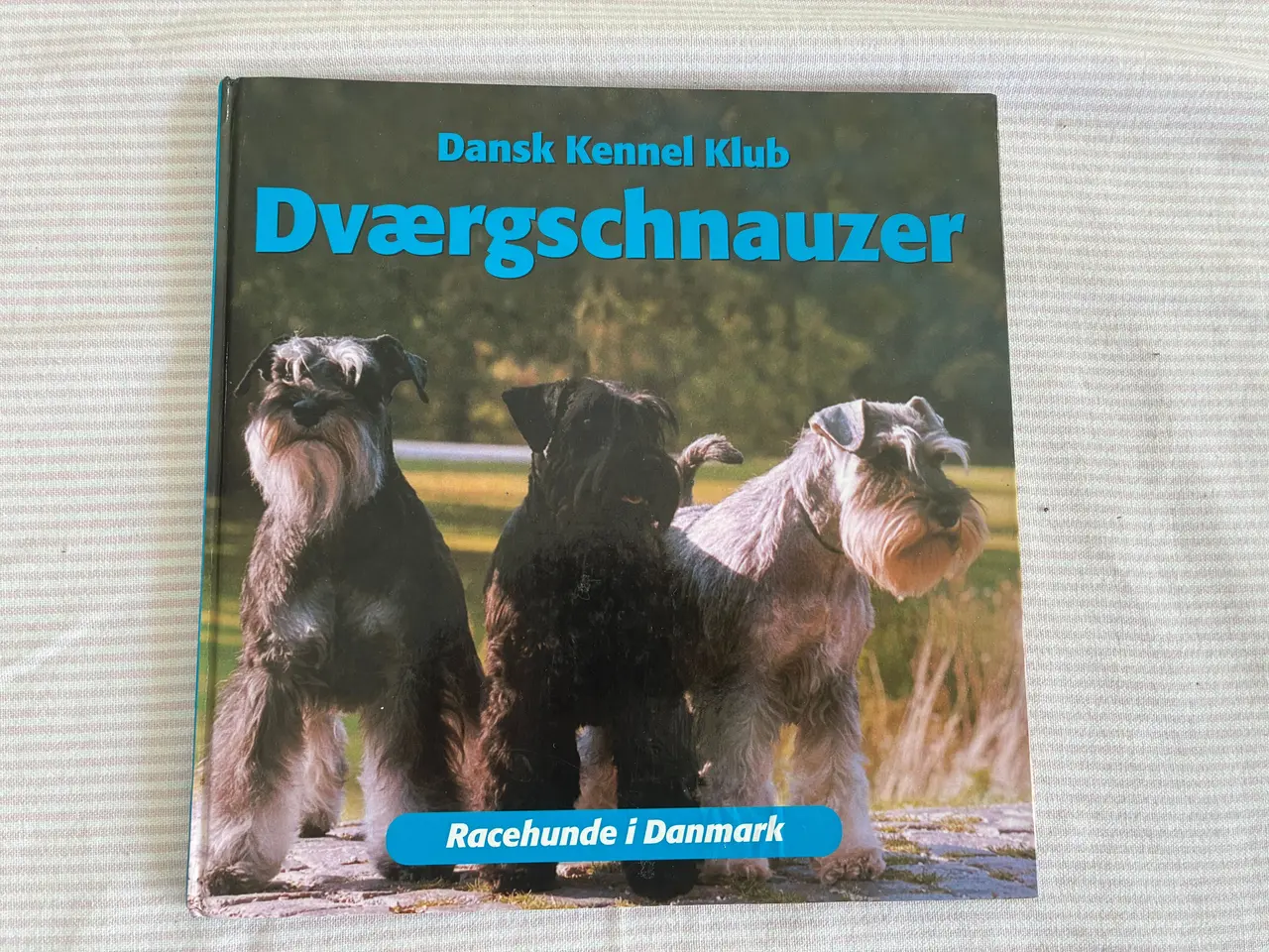 Billede 1 - Dværgschnauzer - Racehunde i Danmark