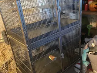 Bur - brugt til chinchilla