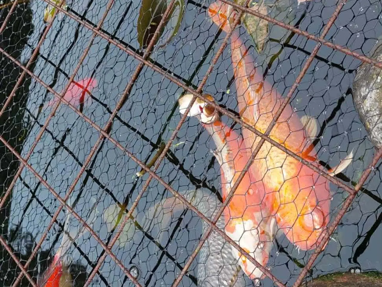 Billede 1 - Koi karper
