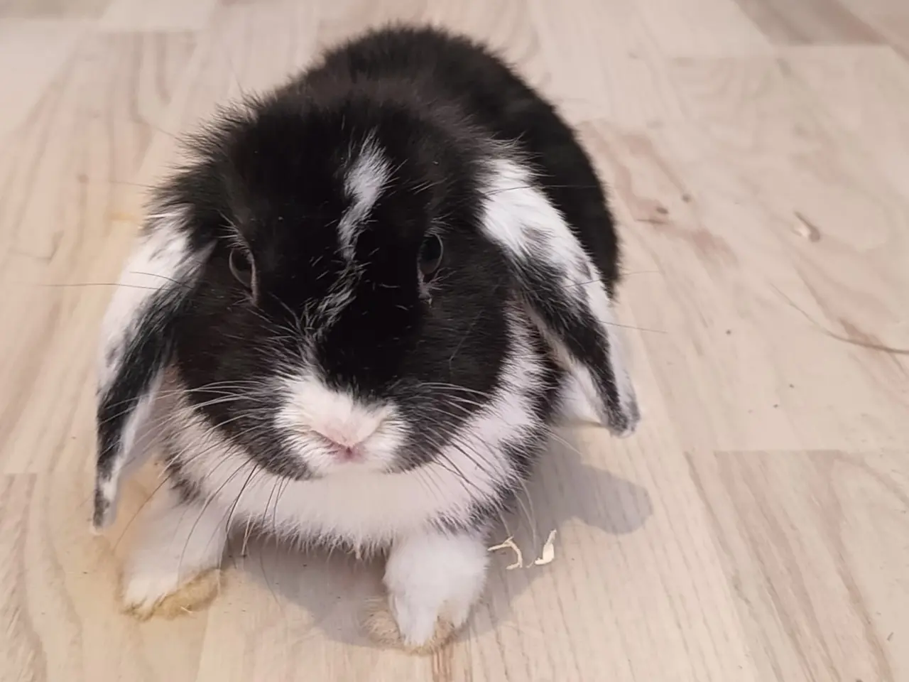 Billede 1 - Sød lille mini lop / dværgvædder kanin🐇🐰