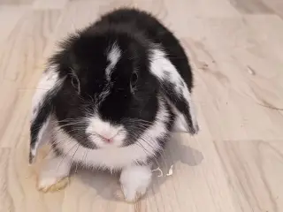 Sød lille mini lop / dværgvædder kanin🐇🐰