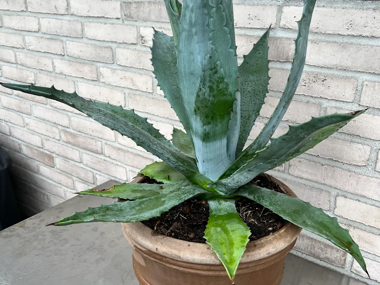 Billede 2 - Kaktus, Agave stor og meget flot plante m/potte