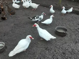 Muskusænder 