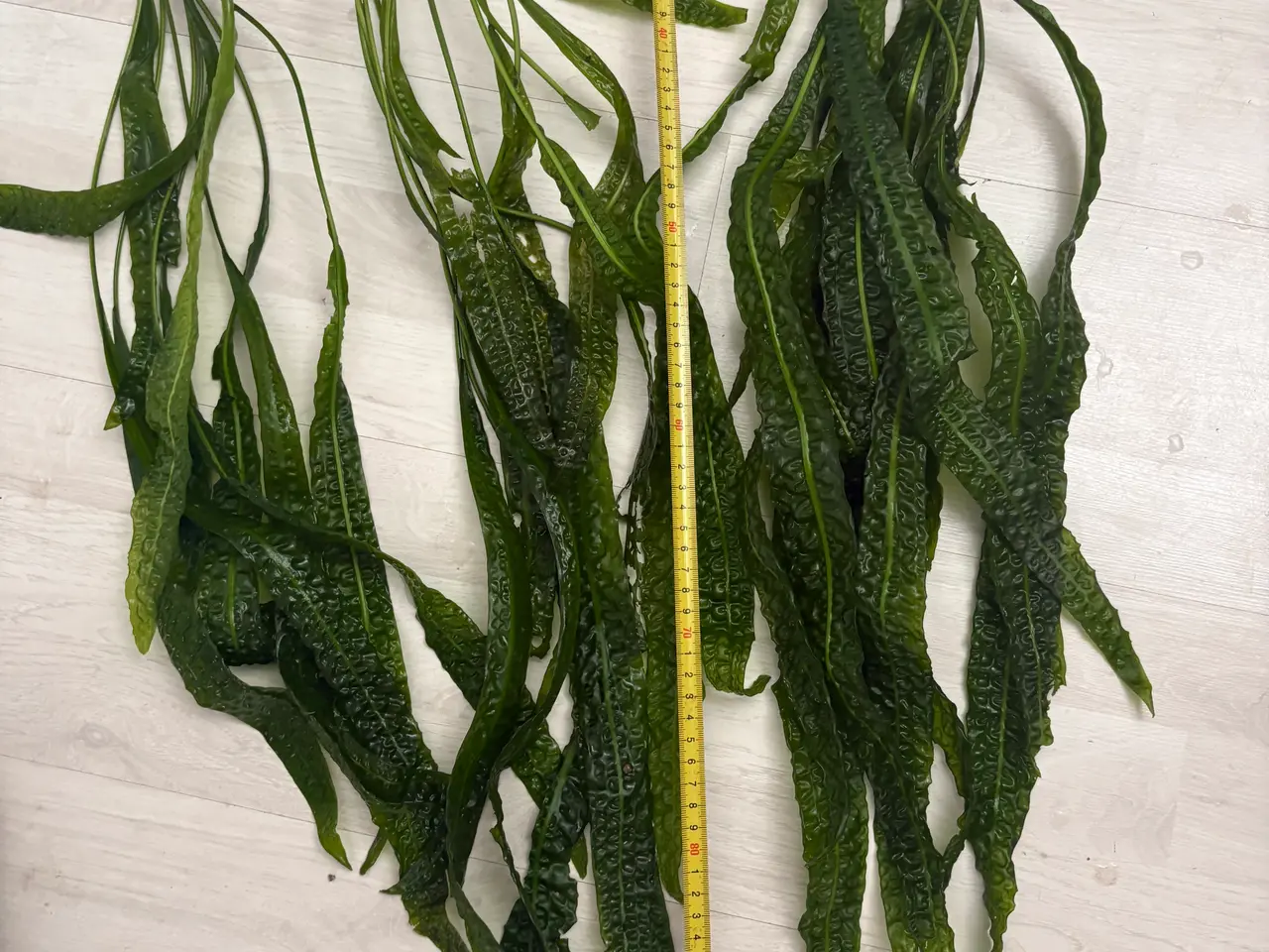 Billede 3 - Hammerslået akvarie planter sælges 