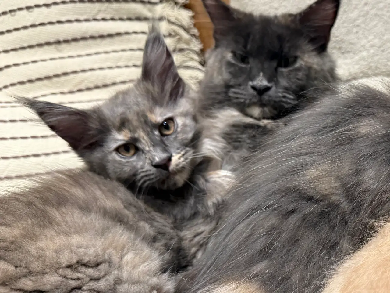 Billede 2 - Mainecoon pige🎀🐾