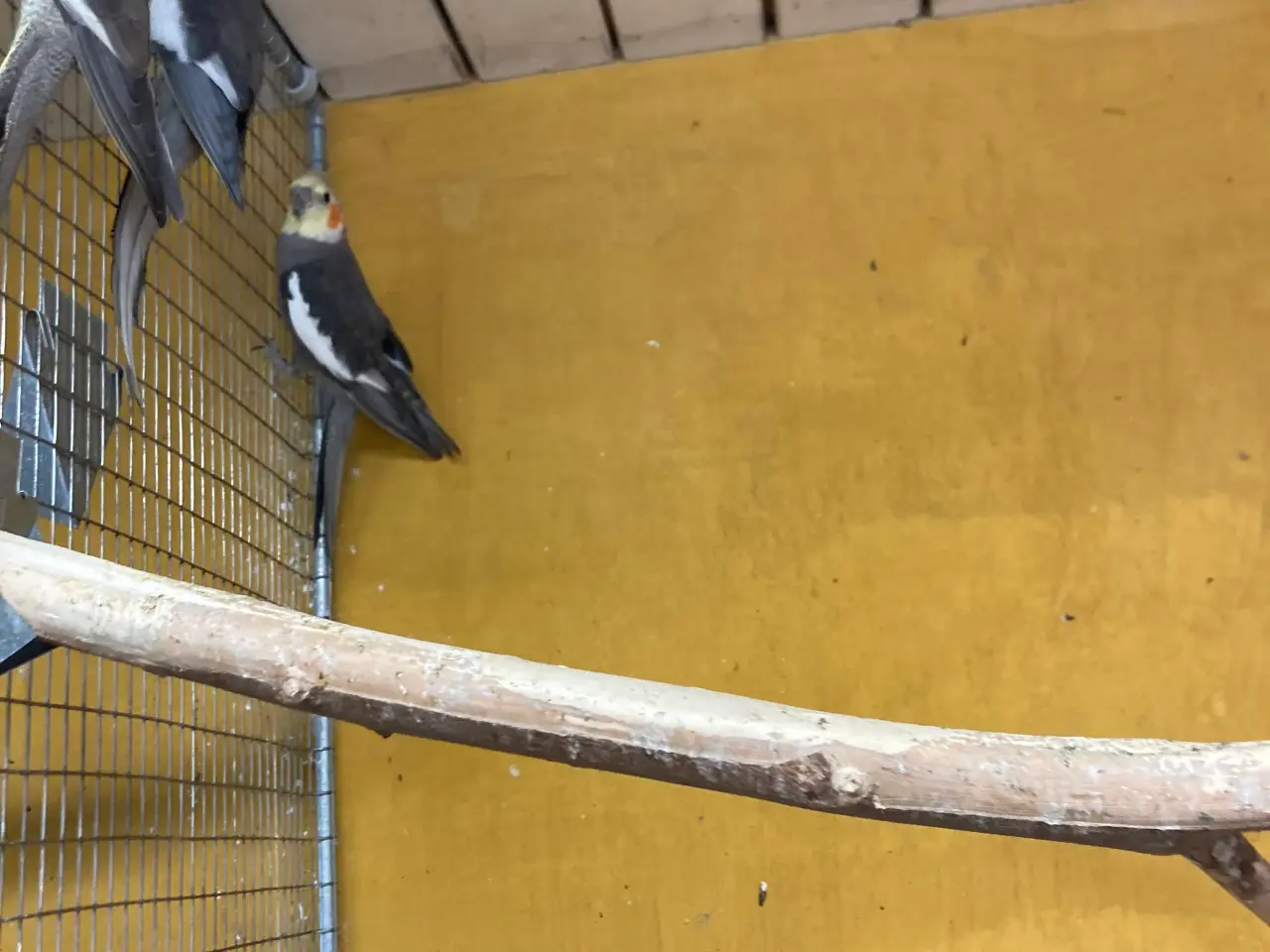 Billede 3 - Nymferparekitter unger fra 25 ca 1/2 år gamle 