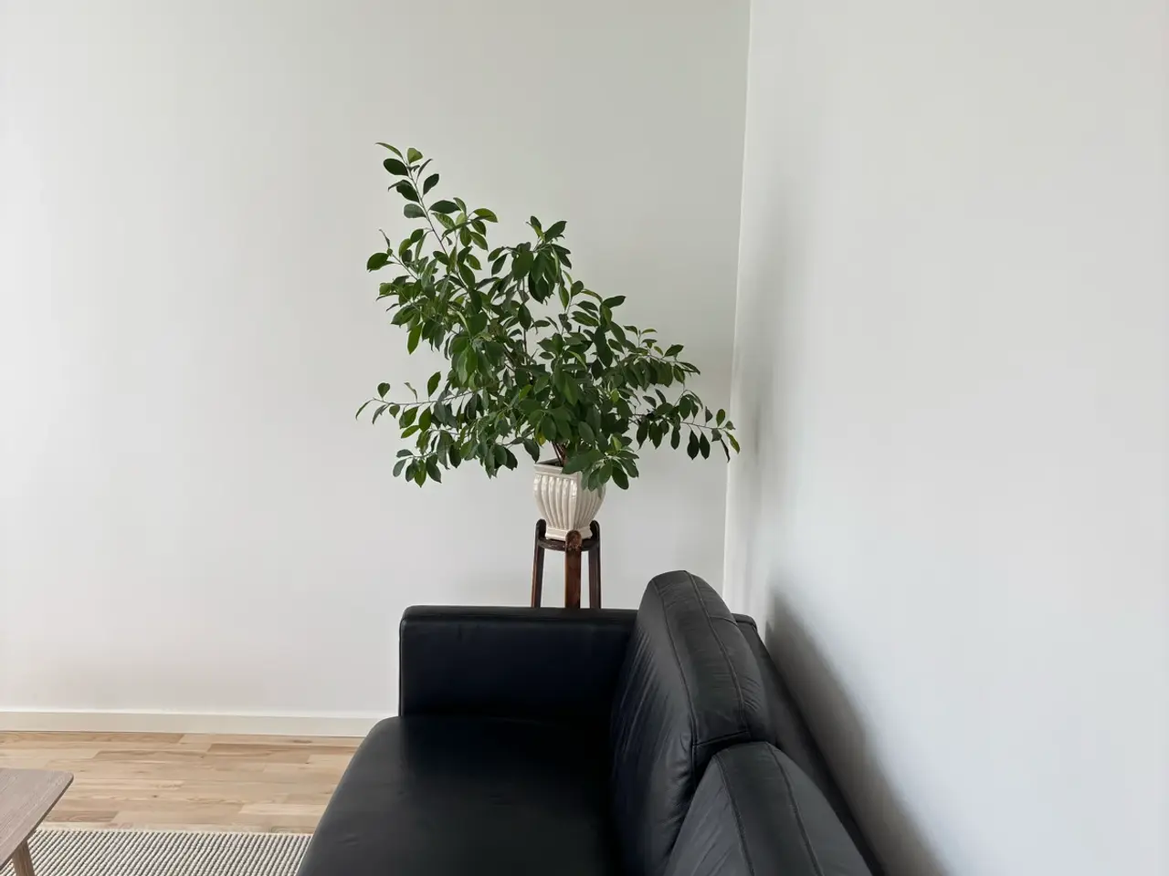 Billede 2 - Plante