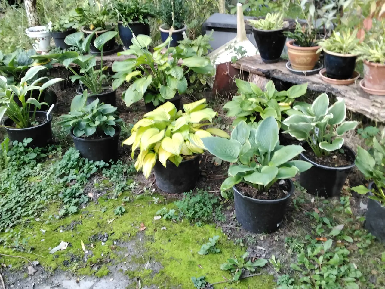 Billede 4 - Store Hosta. Nå dit hosta bed skal se ud af noget