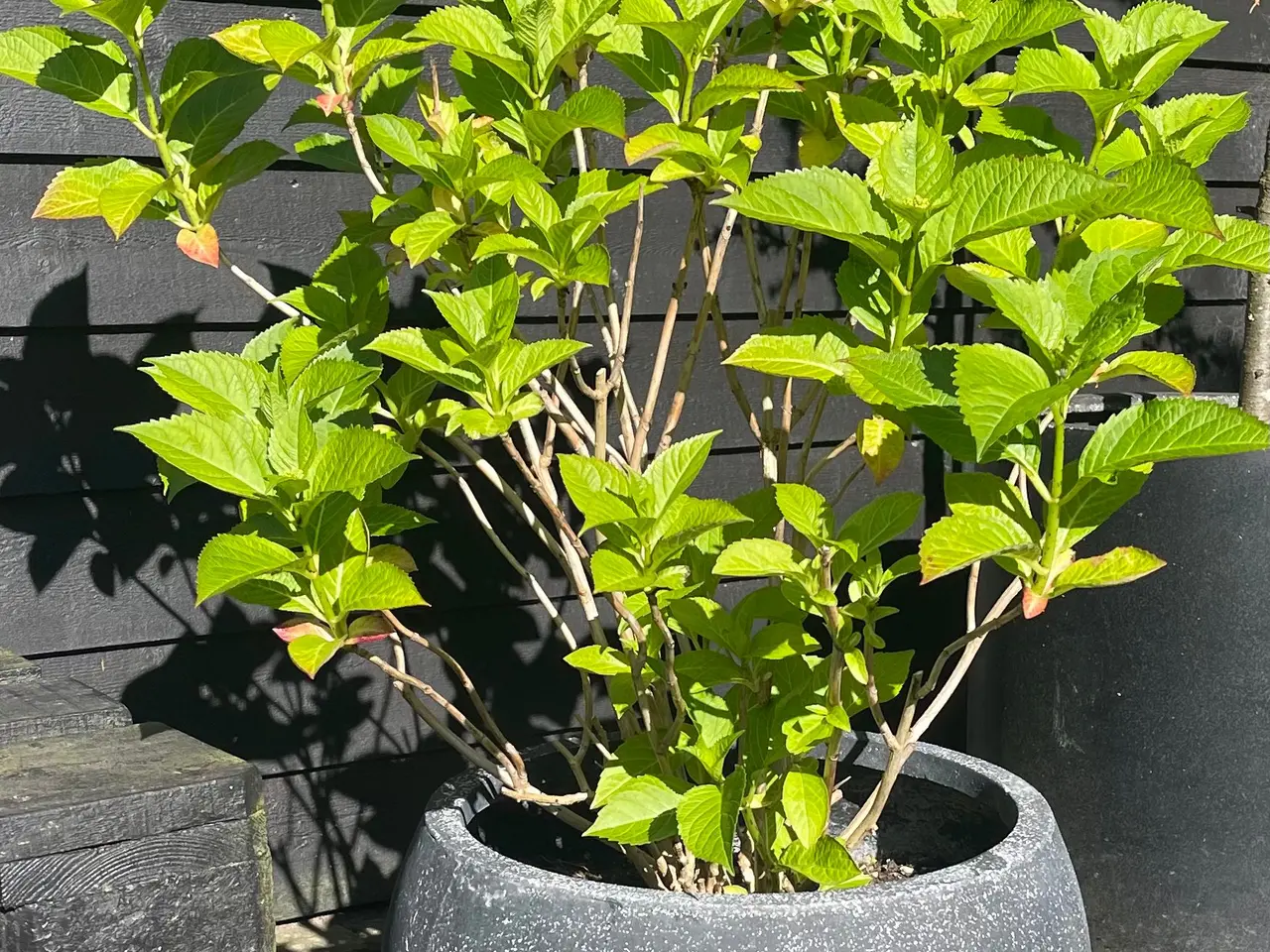 Billede 1 - Stor lyserød hortensia i frostsikker krukke