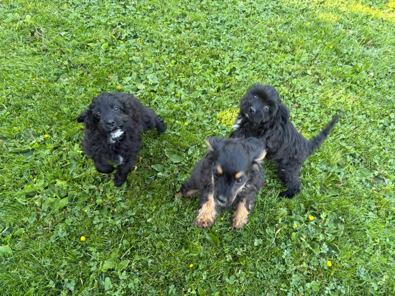 Billede 4 - Små virkelig fine mini Cavapoo babyer