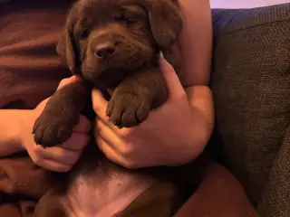 Skønne gammeldags brune Labrador hvalpe.