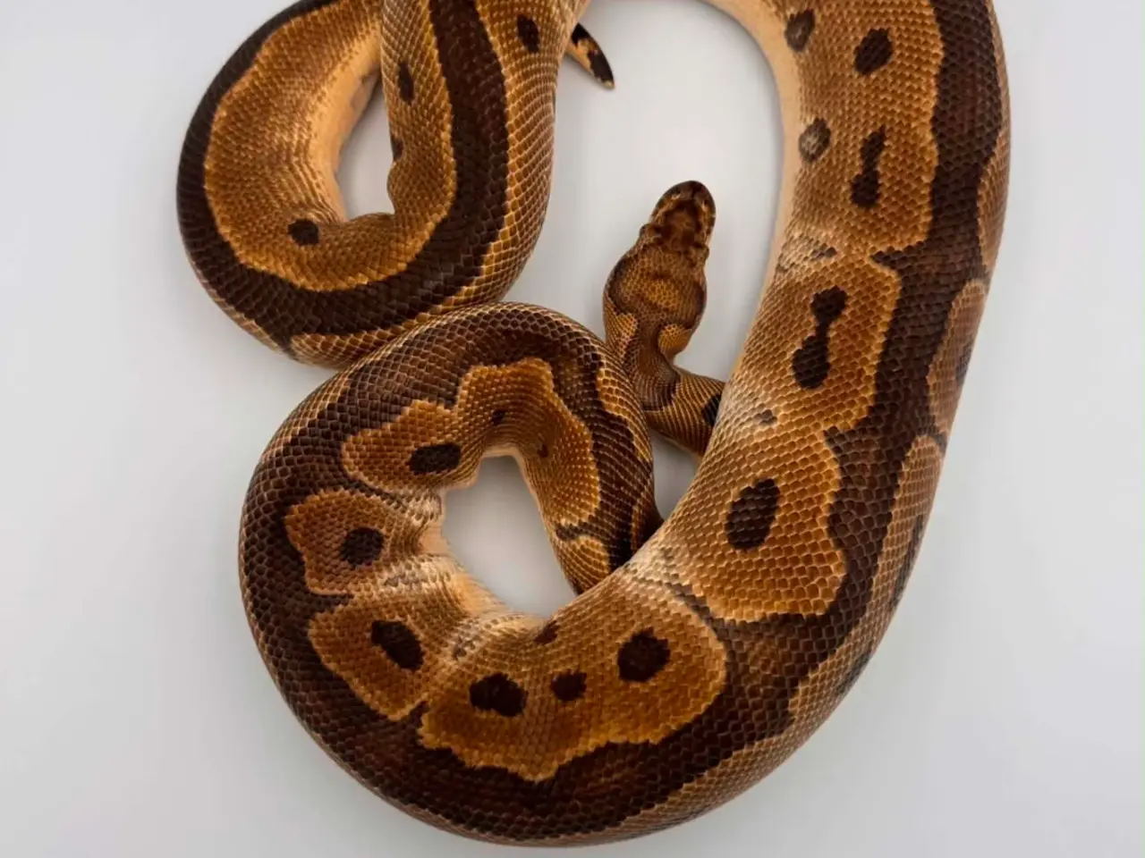 Billede 17 - Konge python