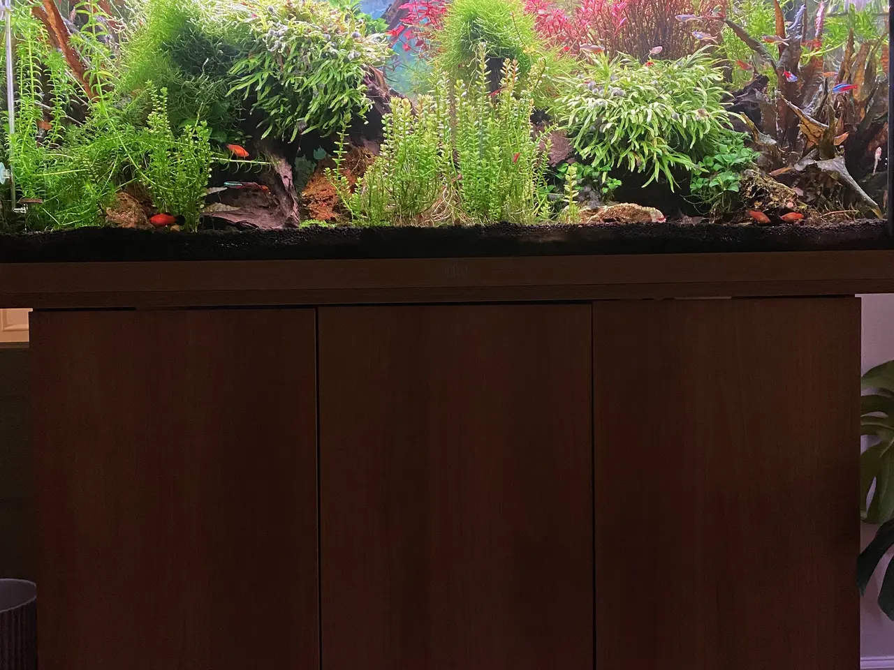 Billede 2 - Juwel Rio 180L + originalt akvariebord i lyst træ