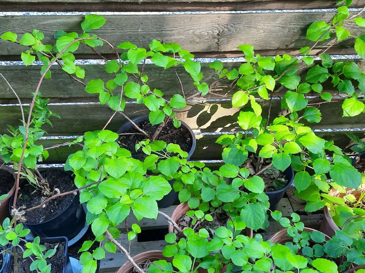 Billede 2 - Klatrehortensia
