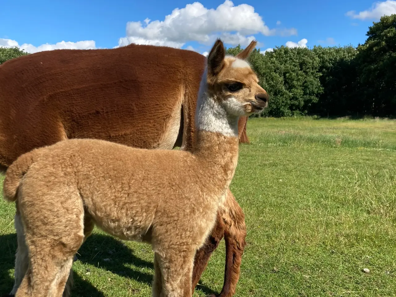 Billede 3 - Alpaca hopper