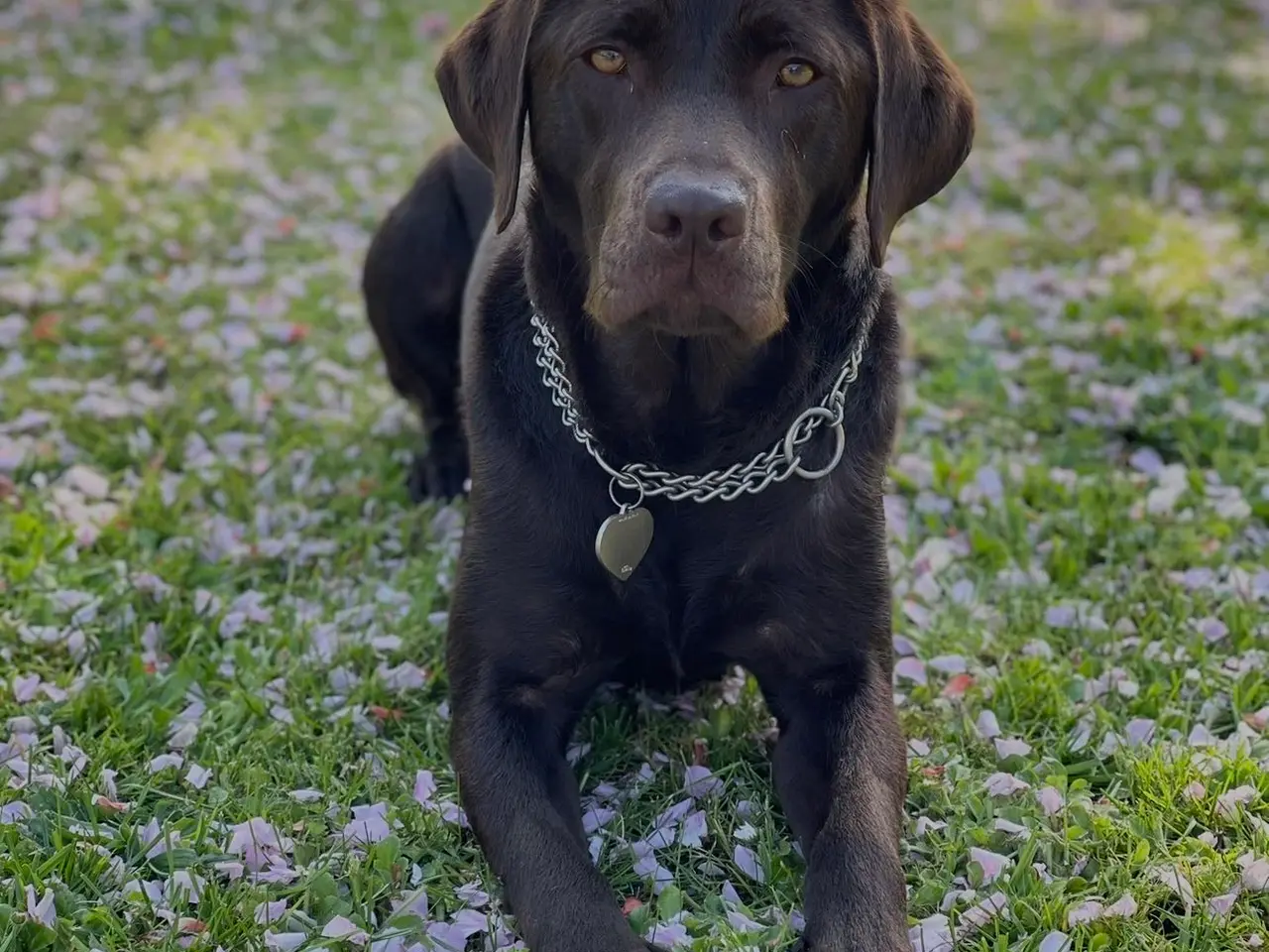 Billede 1 - Kommende labrador hvalpe