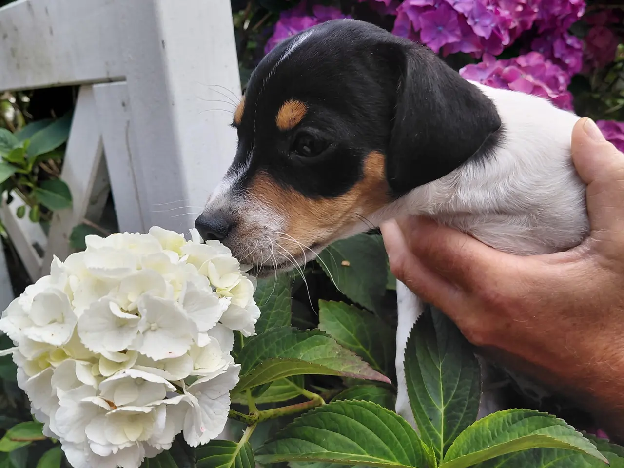 Billede 2 - Gårdhund..Rottehund