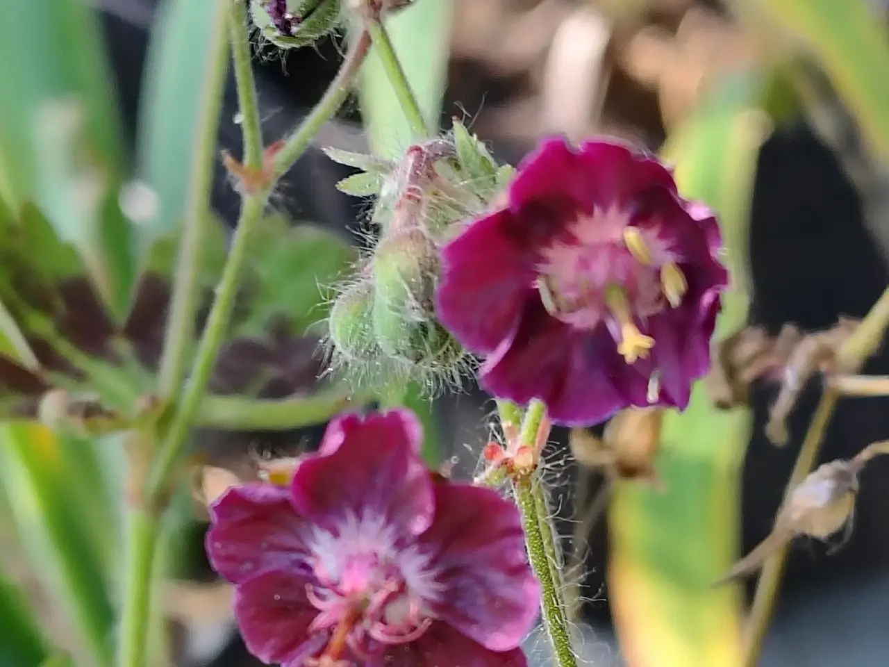 Billede 2 - Geranium m små mørkerøde blomster