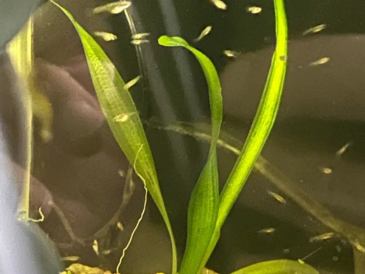 Billede 1 - 💙🐟 Blue Moscow Guppy Unger – Afhentning Viby J