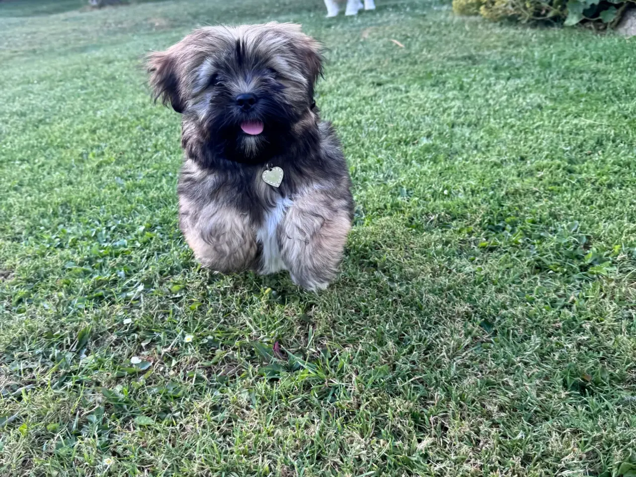 Billede 4 - Lhasa apso hvalp