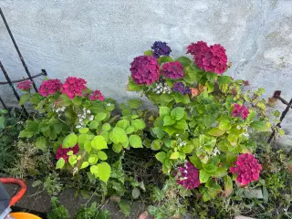 Planter, buske, træer m.m.