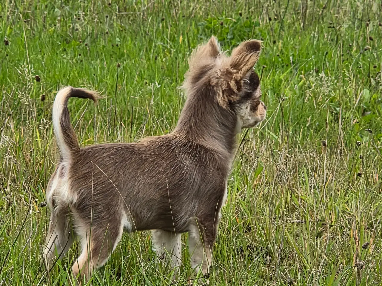 Billede 9 - Langhåret husky-chihuahua. Hun