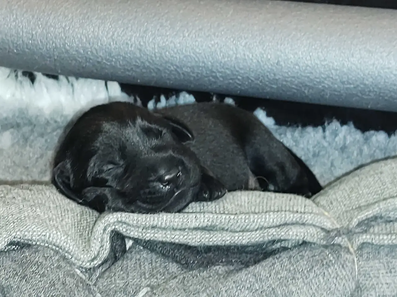 Billede 4 - Sorte labrador hvalpe