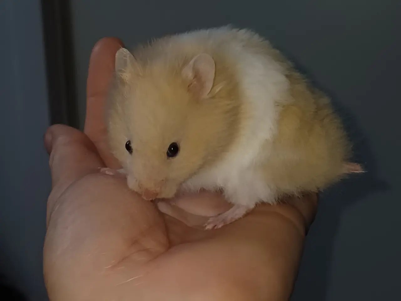 Billede 20 - Guldhamster unger (langhårede)