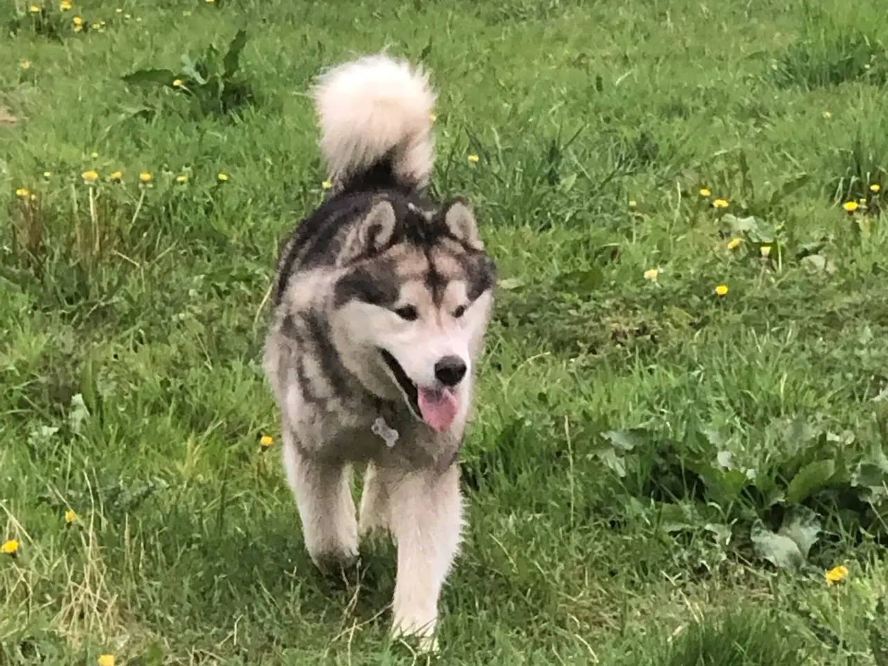 Billede 5 - Skønne berner sennen/Alaskan malamut hvalpe. 