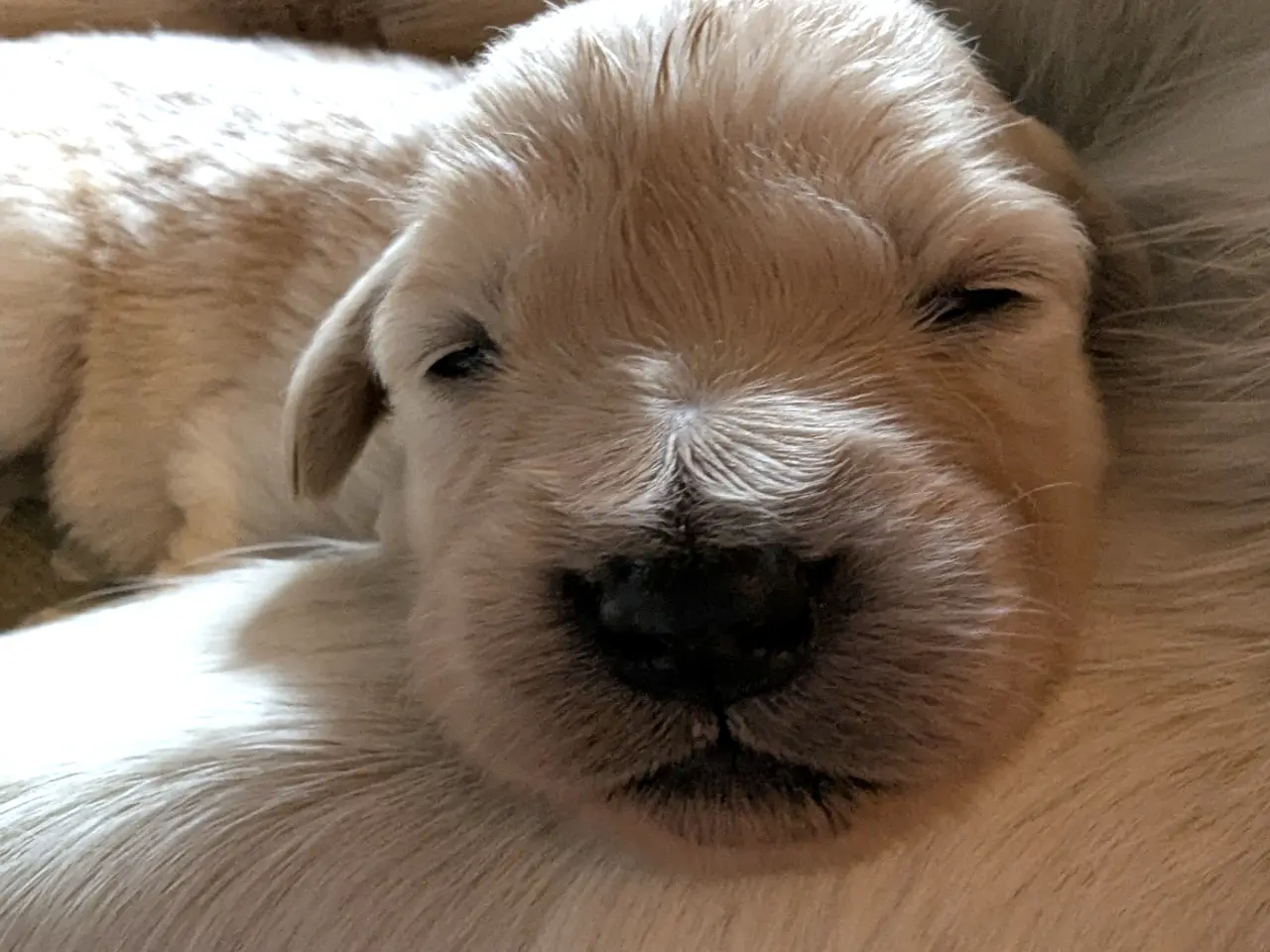 Billede 4 - Golden retriever hvalpe