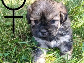 Pekingeser, Malteser mix - hvalpe hvalp hundehvalp - 4