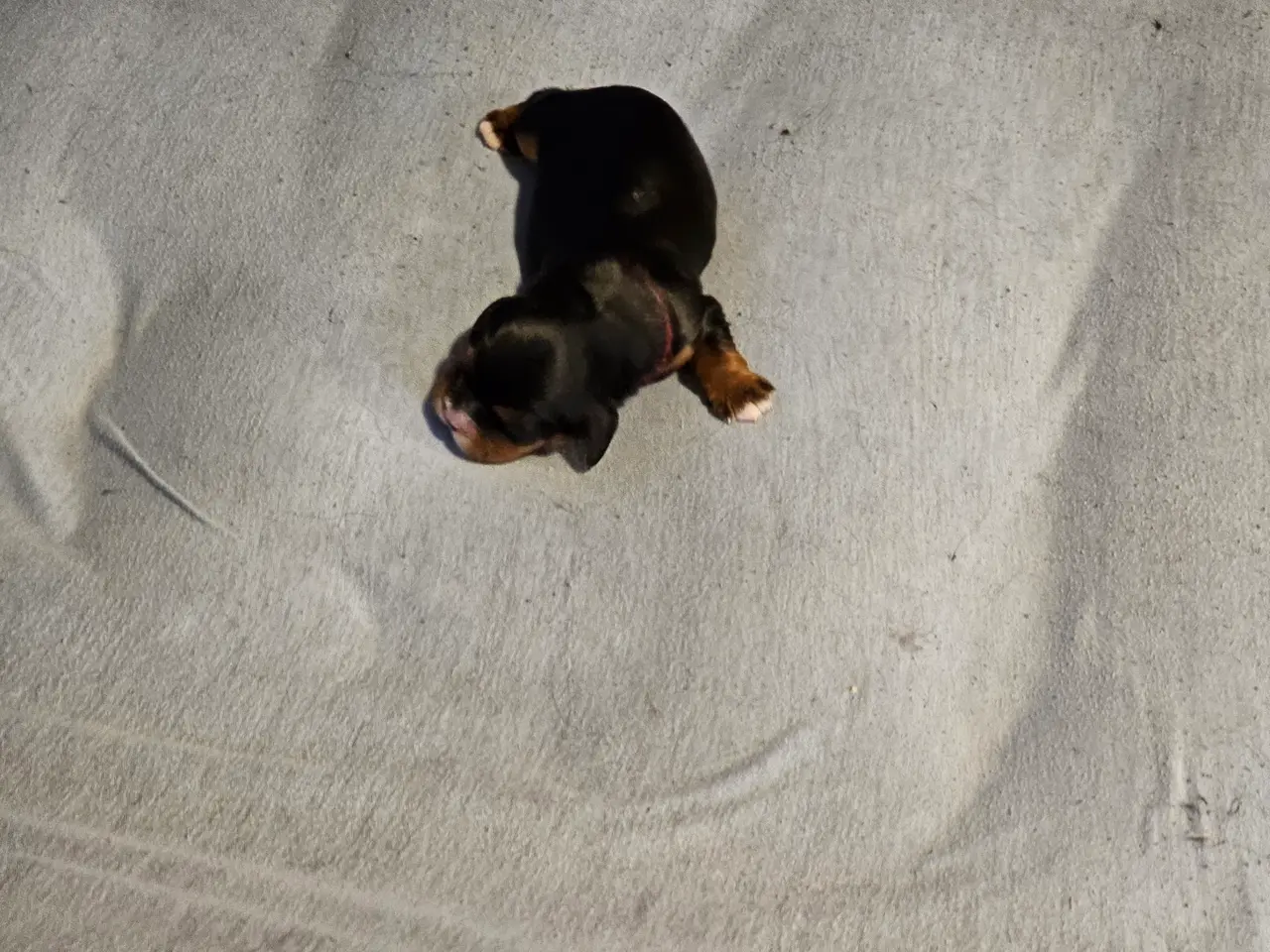 Billede 3 - Cavalier King Charels tæve hvalp sælges