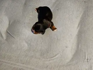 Cavalier King Charels tæve hvalp sælges - 3
