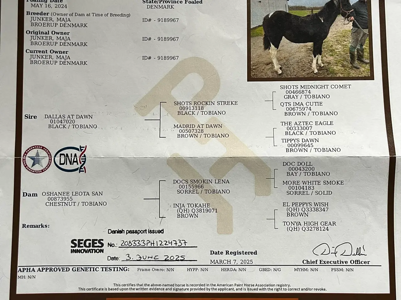 Billede 4 - American paint horse (apha) fra 2024