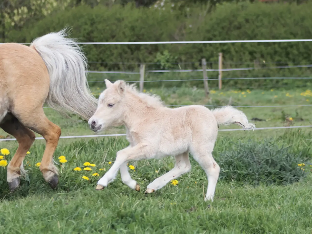 Billede 1 - Shetlands Palomino hoppeføl