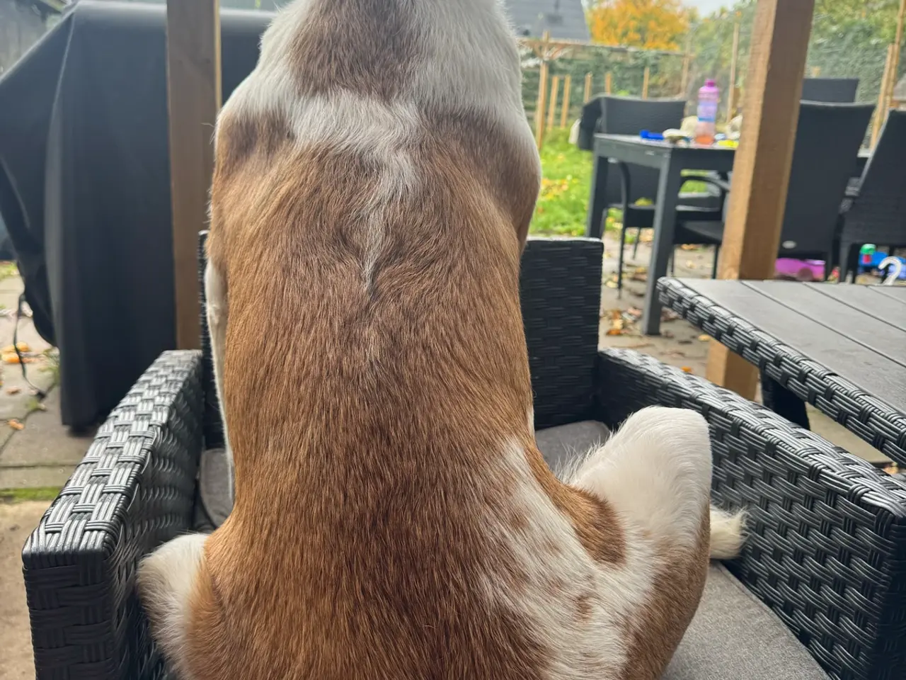 Billede 7 - Verdens dejligste Daisy