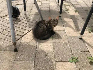 Killinger søger nyt hjem