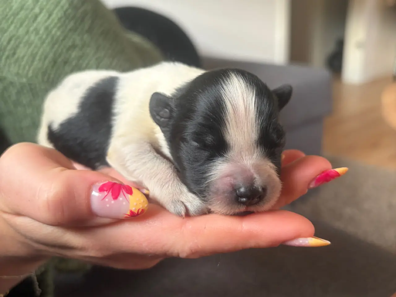Billede 3 - Schapendoes/samojede hvalpe🐶🐾