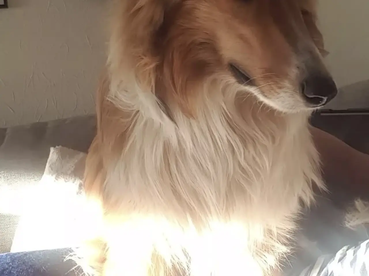 Billede 4 - Skønne LabCollie Hvalpe