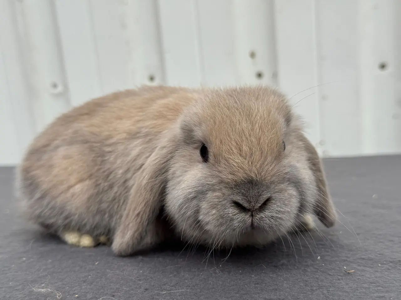 Billede 1 - Mini lops hanner