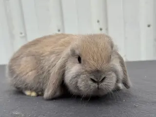 Mini lops hanner 