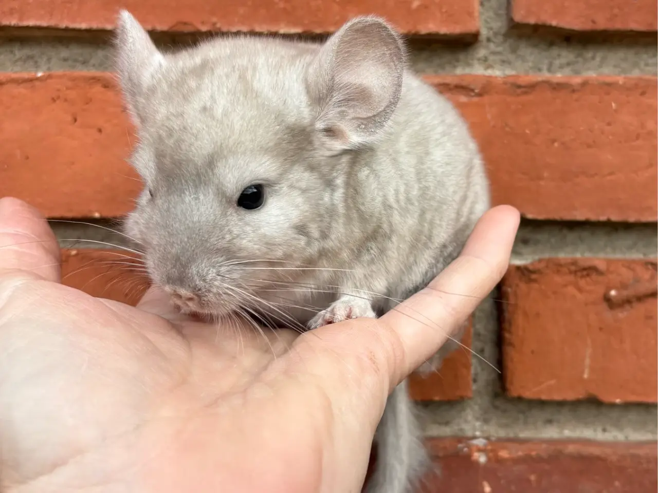 Billede 1 - HUN chinchilla 