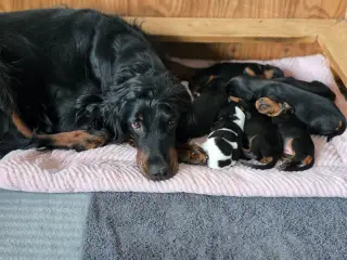 Gordon Setter hvalpe søger nyt hjem 