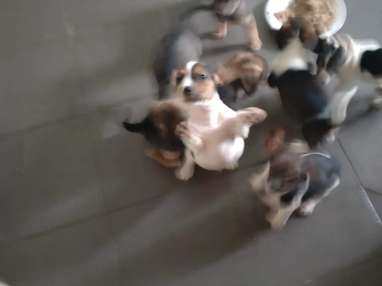 Billede 4 - Dansksvenskgårdhund/ gravhund